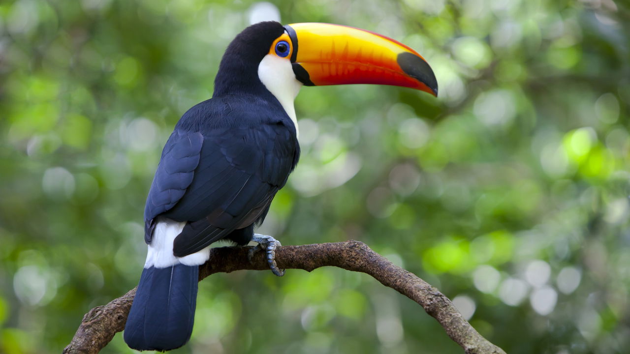 Animais exóticos no agro: paixão, manejo técnico e legalidade