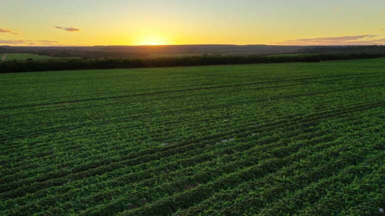 Ceará amplia Área Livre da praga Anastrepha grandis e fortalece exportações de melão e melancia