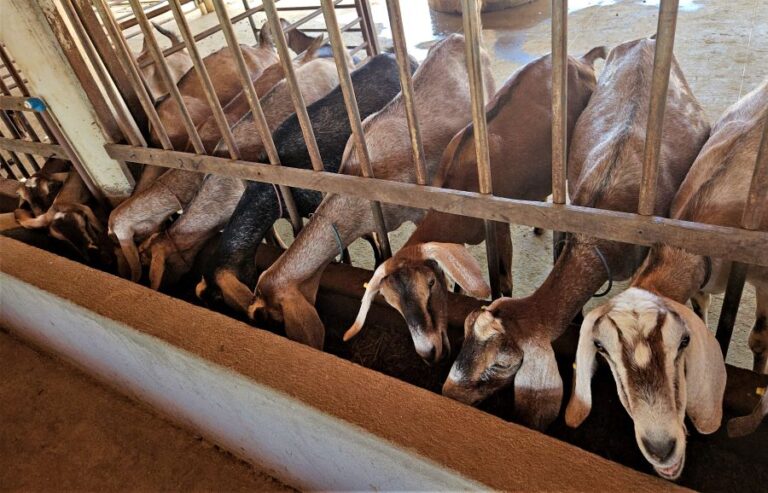 Mestrado UVA/Embrapa em Zootecnia promove seleção para primeiro semestre de 2026