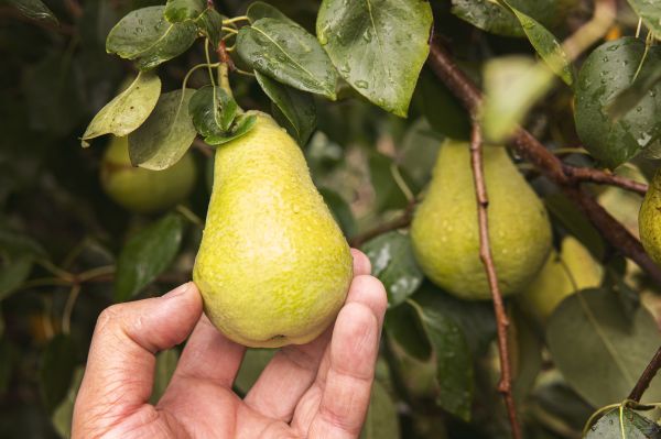 O semiárido nordestino vem ampliando sua fronteira agrícola com o uso de tecnologia aplicada à fruticultura. 