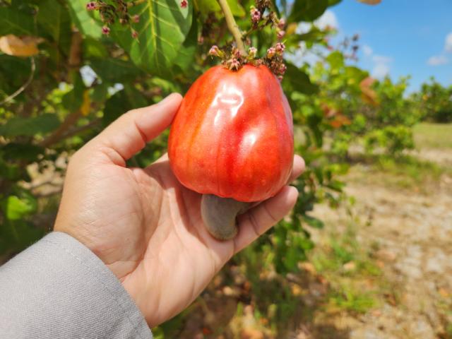 A cajucultura cearense ganha novo impulso com o lançamento da cultivar BRS 805