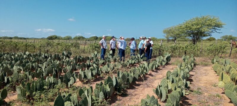 Culturas implantadas no projeto forrageiras são selecionadas especificamente para suportar as condições climáticas do Ceará