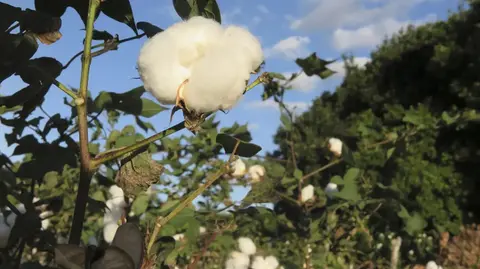 Mato-grossenses plantam 3 mil hectares de soja na Chapada do Araripe