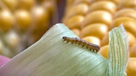Faltou chuva e veio a lagarta, que comeu o milho e o feijão