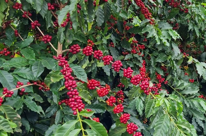 Conab prevê colheita recorde de café com crescimento de 17,1% em 2026