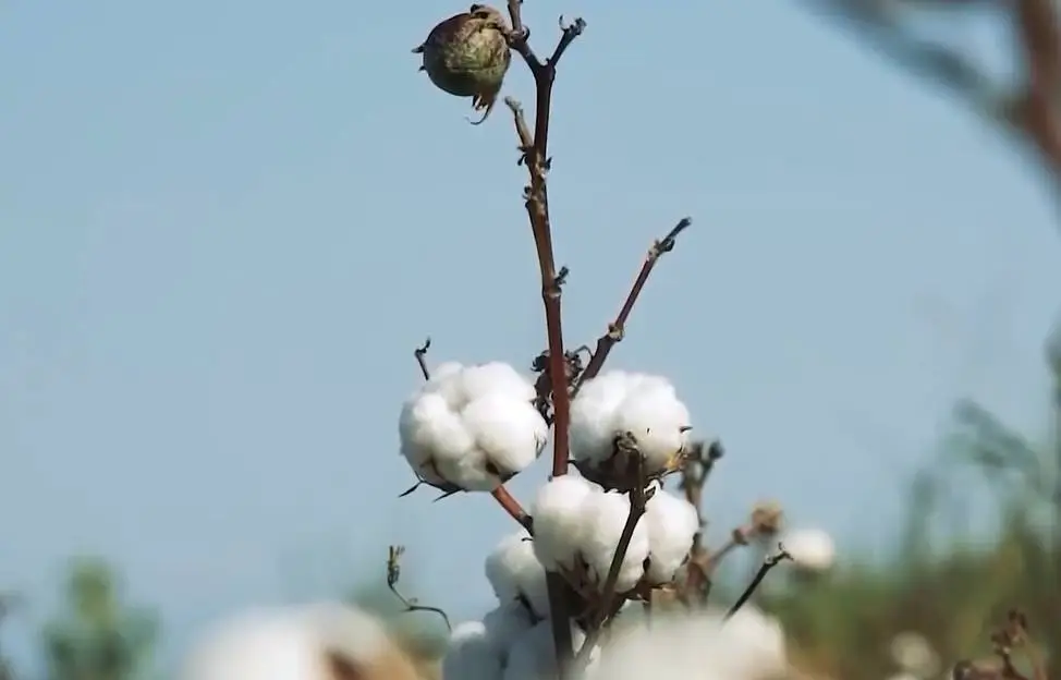 Produção de algodão no Ceará cresce e deve ganhar novo impulso em 2026