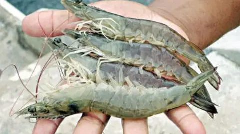 Mapa da Funceme revela que criação de camarão cresce no Ceará