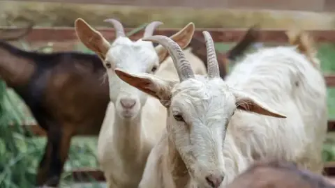 Ceará poderá exportar ovinos e caprinos vivos para os árabes