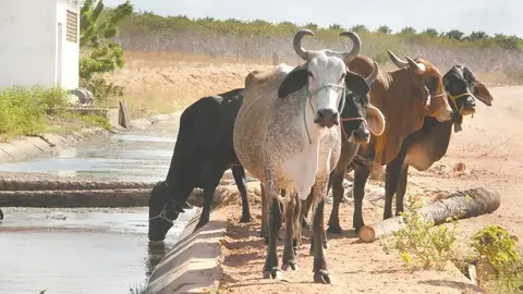 Agro do Ceará celebra frigorífico da Masterboi em Iguatu