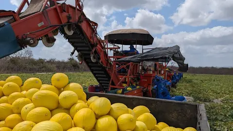 Itaueira conquista Selo de Integridade do Ministério da Agricultura