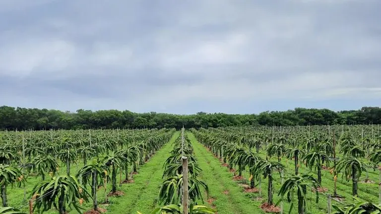 Agro cearense projeta distrito de exportação em Russas com faturamento de R$ 1 bilhão