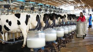 Sucessão rural e o futuro da pecuária de leite no Nordeste