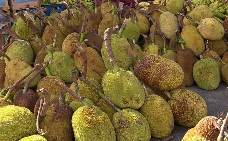 Safra da jaca movimenta mercado e garante renda para comerciantes no Ceará