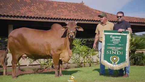 Vaca cearense é a grande campeã nacional da raça Sindi