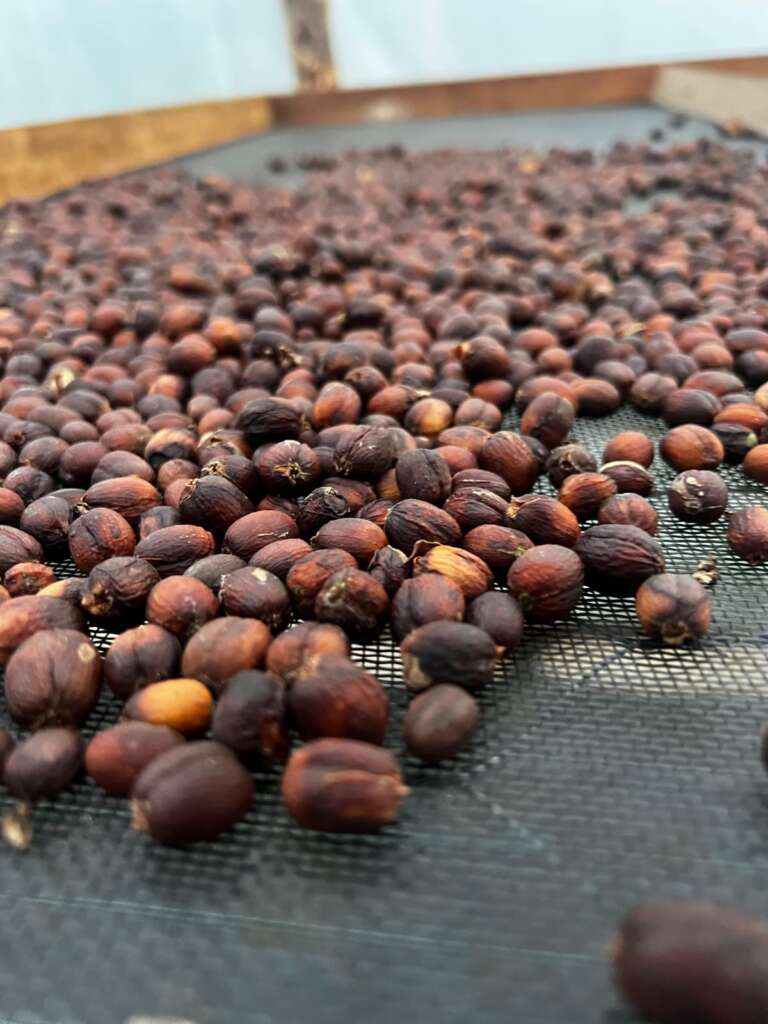 Escola de Gastronomia Social realiza programação de inovação e valorização do café na Serra de Baturité