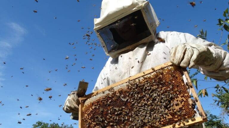 Produzir mel de qualidade, exige formação, infraestrutura e acesso a canais de venda