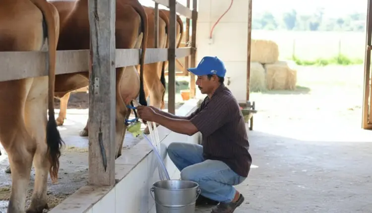 Ceará expande PAA Leite e garante acesso a alimento para 250 mil pessoas
