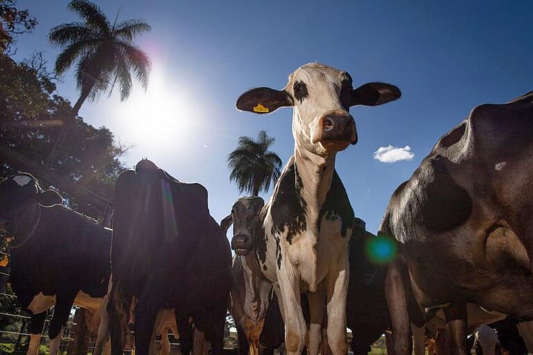 Ceará lidera alta nacional na produção de leite em 10 anos