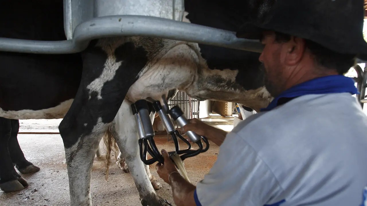 Ceará lidera crescimento na produção de leite do País nos últimos 10 anos