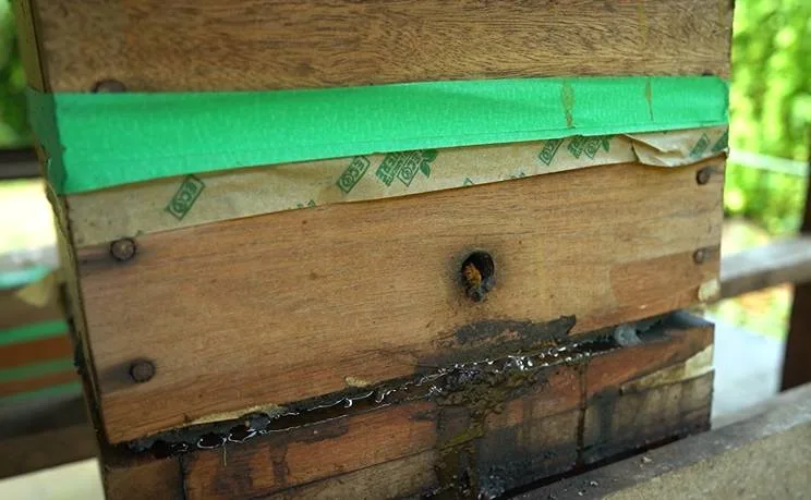 “Meliponicultura em alta: criação de abelhas nativas sem ferrão transforma a realidade econômica e ecológica na Serra de Mulungu.”