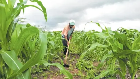Crise da mão de obra: agroindústria não encontra trabalhadores