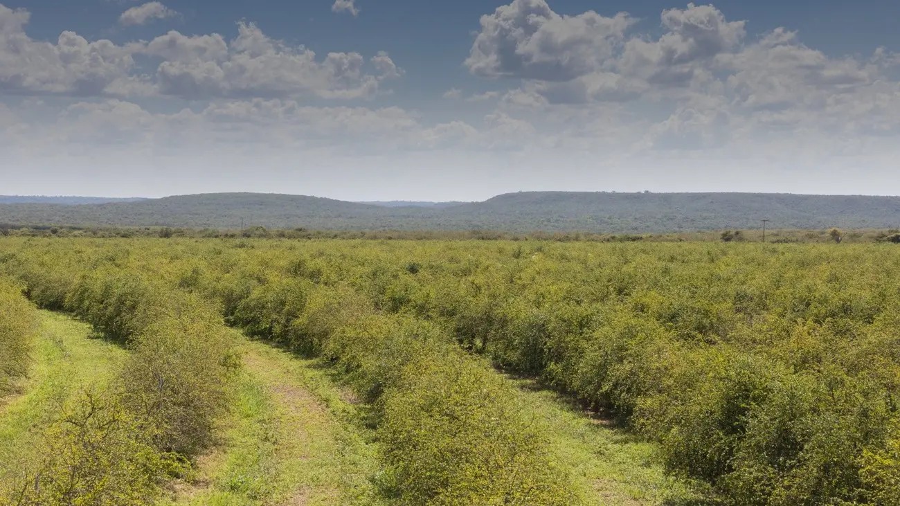 Cidade do Ceará abriga a maior fazenda de acerola do mundo com faturamento de R$ 160 milhões
