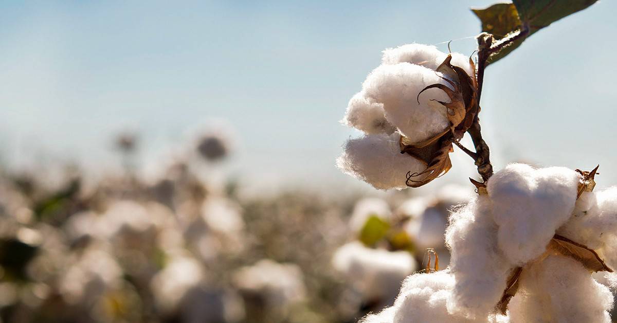 A Agro Tauá 2026 acontece de 18 a 20 de junho no Sertão dos Inhamuns, com debate específico sobre a retomada da cotonicultura cearense