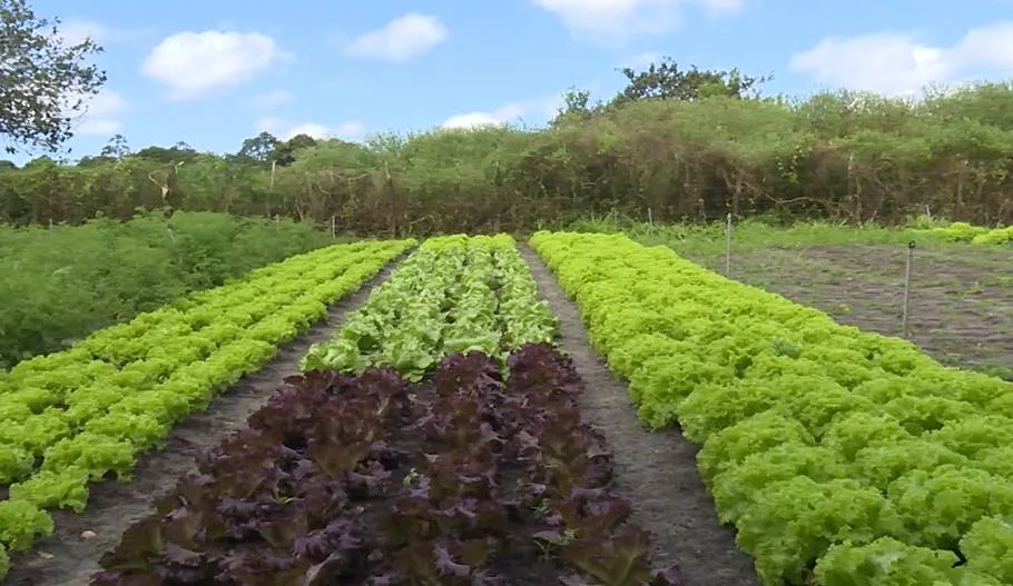 Cultivo de hortaliças fortalece agricultura familiar e abastece feiras na Região Metropolitana de Fortaleza