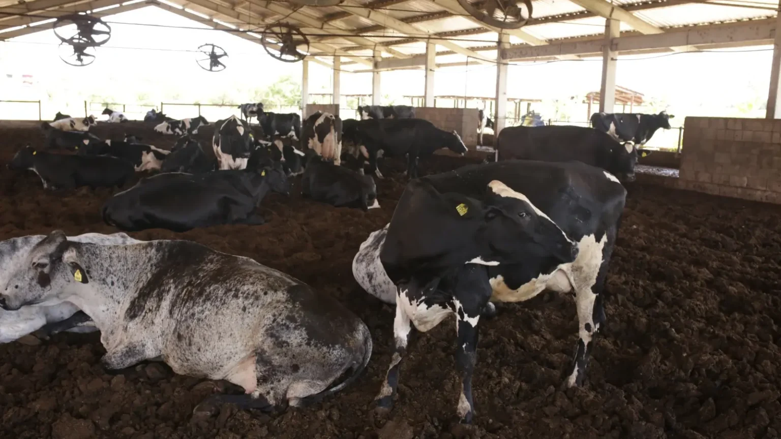 Produtor abandona plantio de arroz, processa 2 milhões de litros de leite e mira ordenha com IA