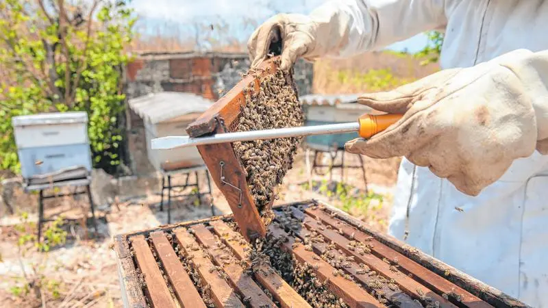 Ceará tem 2º maior crescimento na produção de mel do País e mira mercado japonês