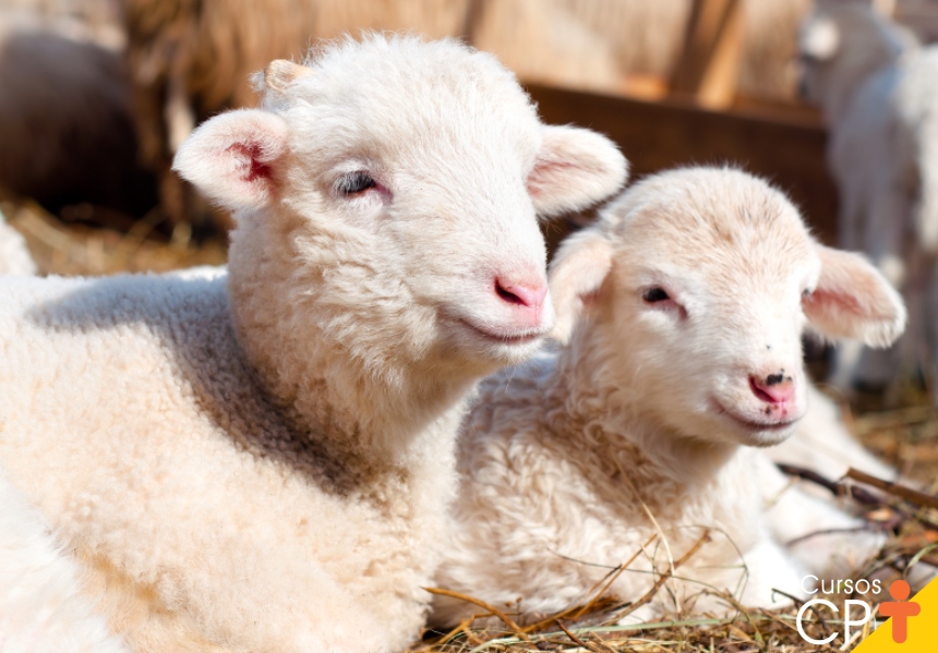 O município de Tauá abriga o primeiro cluster halal de ovinos e caprinos do Brasil, voltado para a exportação e focado em atender às exigências do mercado muçulmano
