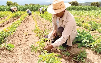 Ceará concentra 10% da agricultura familiar e receberá R$ 1,6 bilhão do Plano Safra