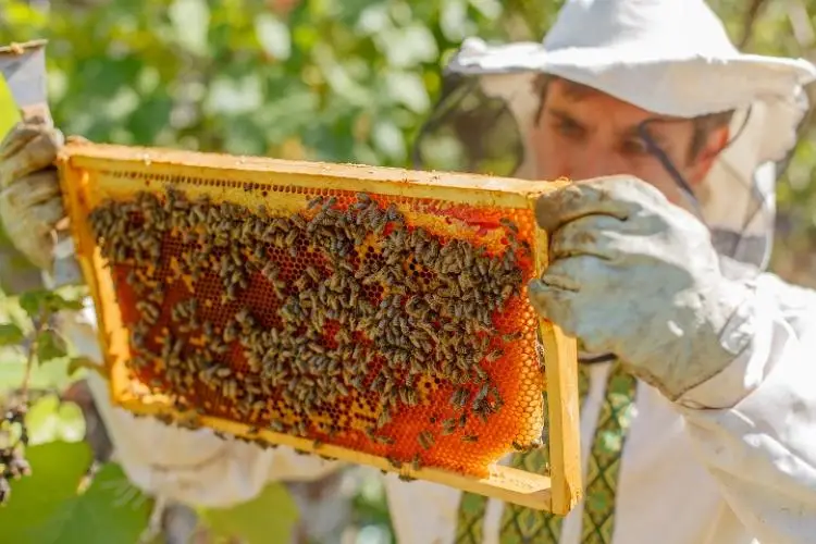 Santana do Cariri (CE) é o maior produtor de mel do Brasil! Foram quase 1,2 milhão de quilos produzidos em 2023