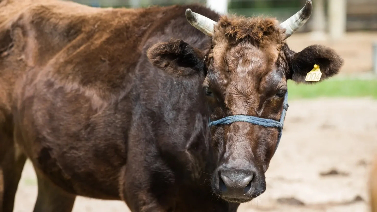 Do Japão para o Ceará: como é a criação de um dos bois mais caros do mundo em Itaitinga