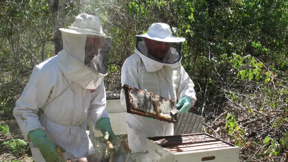 ⁠Produtores de mel do Ceará pedem maior certificação de olho em exportações