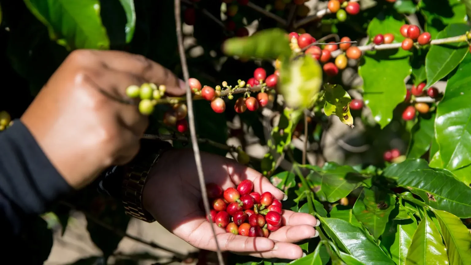Café robusta x café arábica: quais são as diferenças?