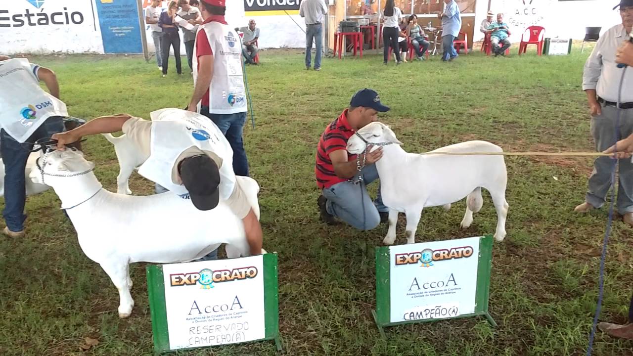 Até 19 de julho! Julgamentos de caprinos movimentam a programação da Expocrato