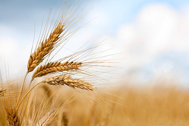A Expocrato 2026 abre espaço para um debate que promete transformar o campo: a viabilidade real de cultivar trigo em pleno semiárido cearense