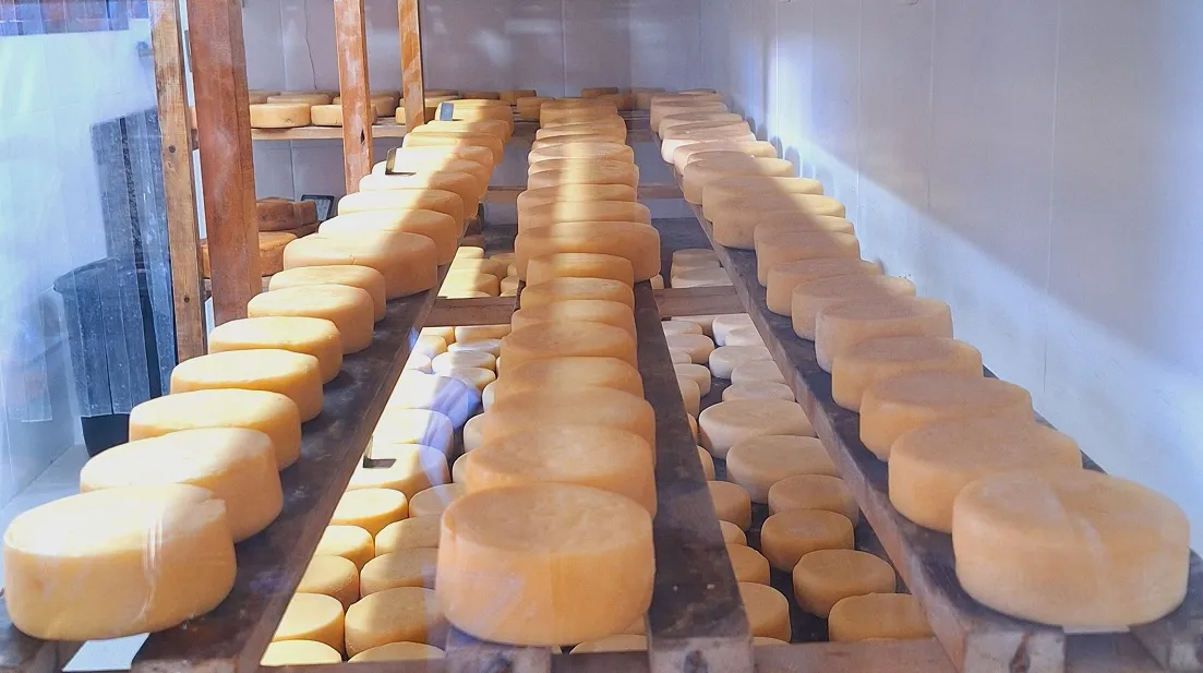 A 62ª ExpoJaguar encerra no sábado (11) com o Maior Queijo Coalho do Mundo às 17h