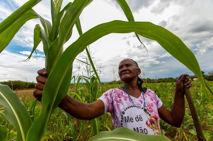 Garantia Safra 2026/2027 deve beneficiar 192 mil agricultores no Ceará