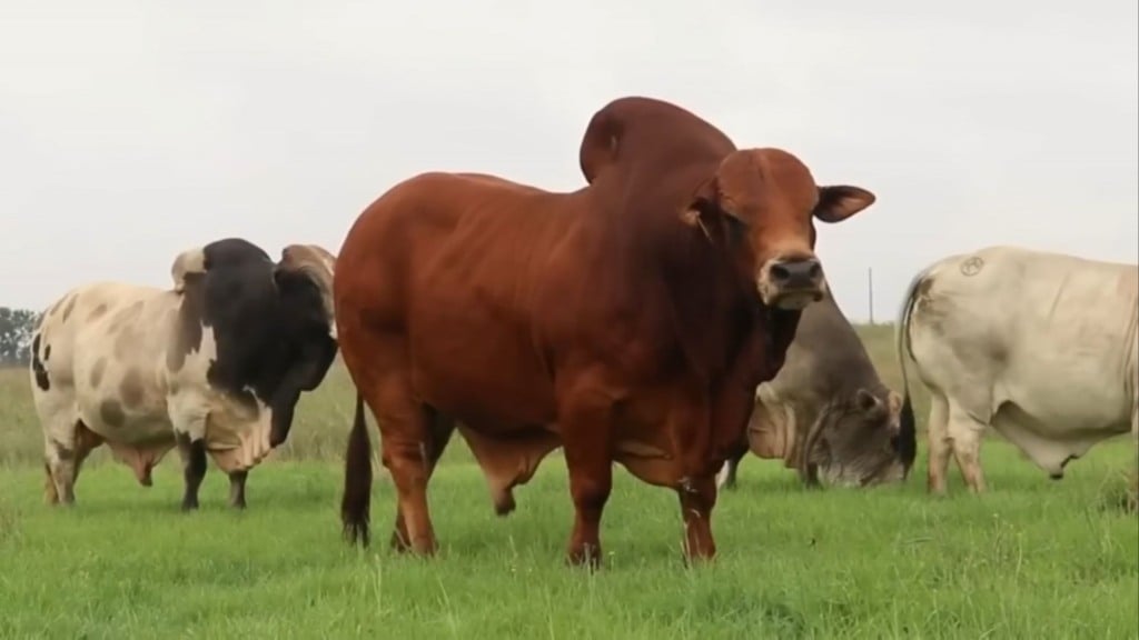 A raça Boran, uma das mais valorizadas da África Oriental, é exatamente o que o pecuarista nordestino mais precisa num ano de Super El Niño.