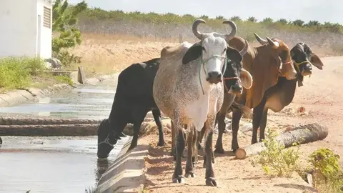 Pecuária do Ceará: há uma grande corrida pelo gado de corte