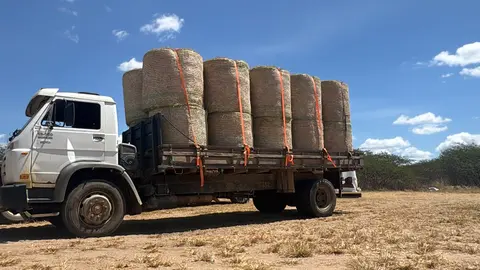 Ceará abastece de feno fazendas pecuárias do Nordeste
