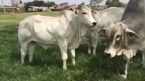 Pecuaristas cearenses começam a trocar o leite pela carne