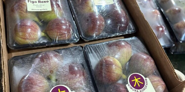 Ceará passa a ser o maior produtor do Norte e Nordeste de figo, uma fruta genuinamente sulista
