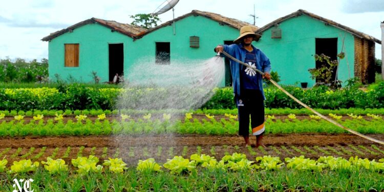 A atualização tecnológica e infraestrutural dos perímetros irrigados consolida-se como pilar fundamental para o avanço do agronegócio cearense.