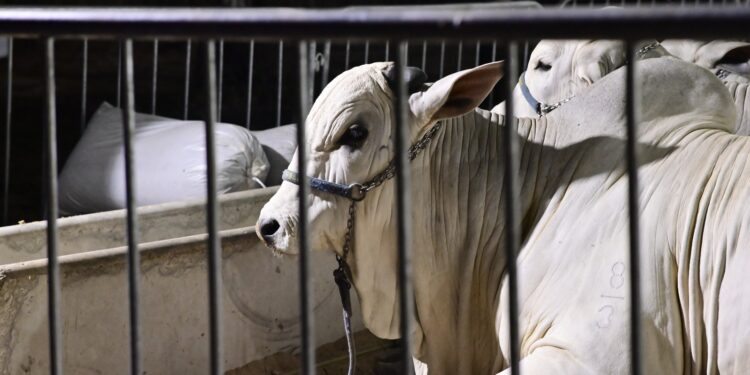 Quixeramobim projeta expansão para a produção de carne de corte