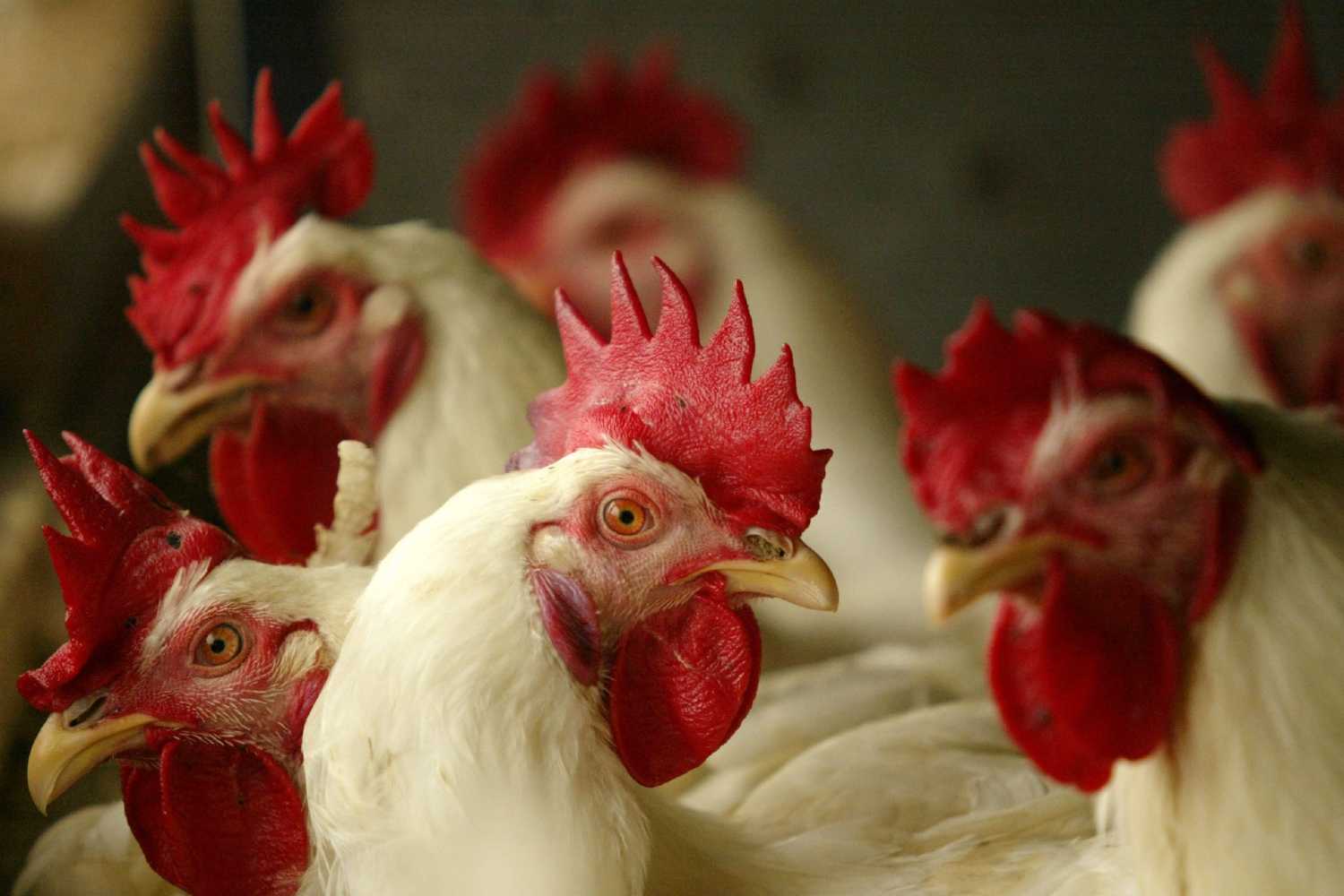 ​Como o mercado chinês de frango impacta indiretamente o produtor do Nordeste.