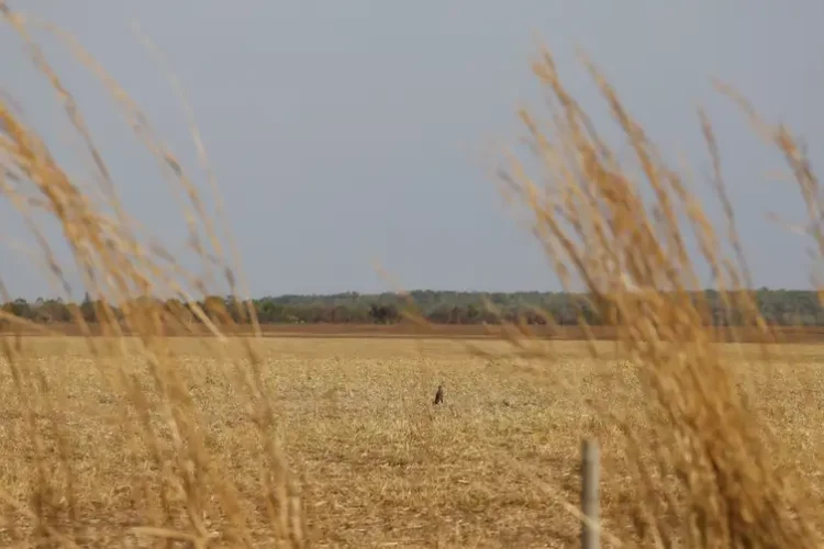 Embrapa lança agenda com prioridades para o futuro da agricultura brasileira