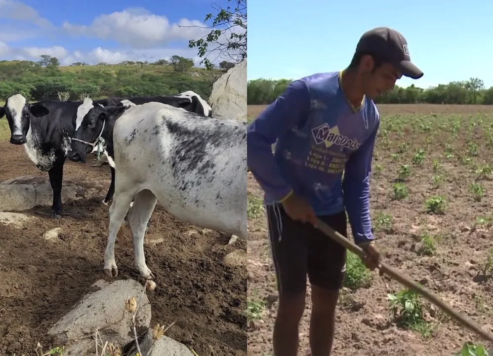 El Niño faz pecuaristas estocarem alimento para o gado e aumenta alerta para estiagem no Ceará